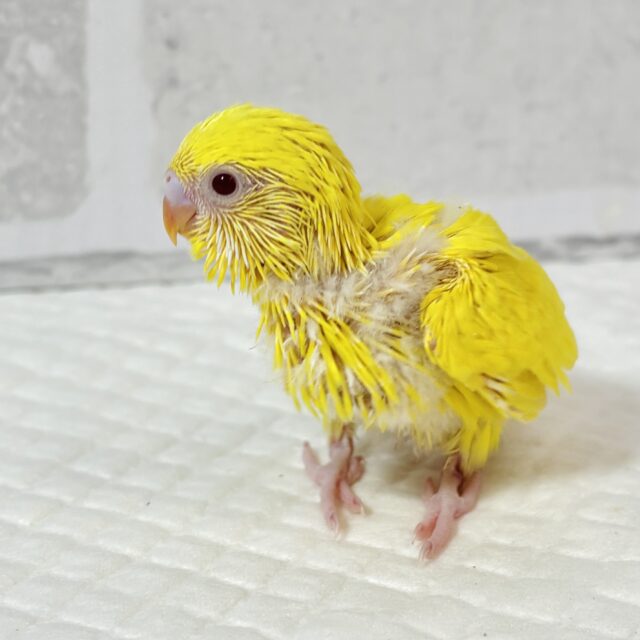 春の訪れを感じる中セキセイインコちゃんず2羽来てくれましたよ〜❀.*゚🌸 セキセイインコ