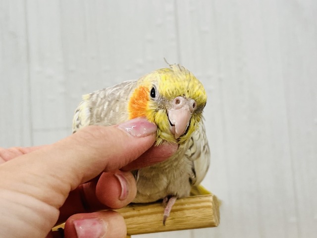 最新画像更新✨ムキッと♡パールたっぷりなオカメインコ(シナモンパール) オカメインコ