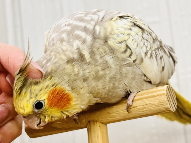 最新画像更新✨ムキッと♡パールたっぷりなオカメインコ(シナモンパール) オカメインコ