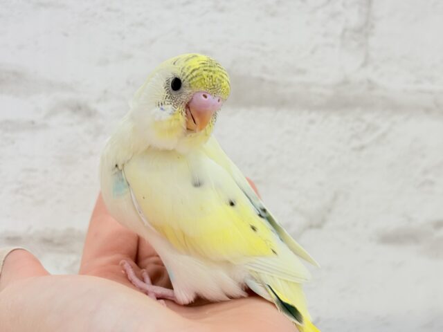 【最新画像更新🪄】好奇心旺盛アイドル🐣🪅セキセイインコ(クリームハルクイン) ヒナ セキセイインコ