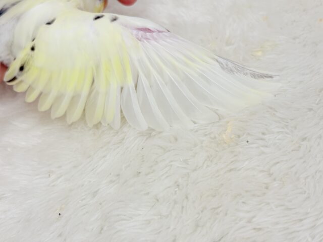 【最新画像更新🪄】好奇心旺盛アイドル🐣🪅セキセイインコ(クリームハルクイン) ヒナ セキセイインコ