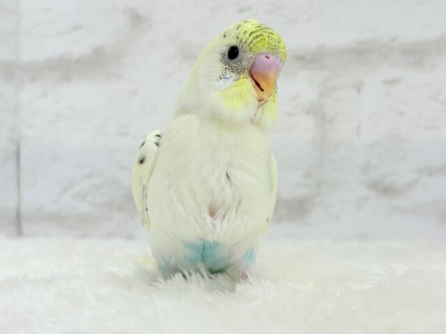 【最新画像更新🪄】好奇心旺盛アイドル🐣🪅セキセイインコ(クリームハルクイン) ヒナ セキセイインコ