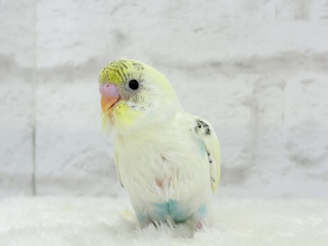 【最新画像更新🪄】好奇心旺盛アイドル🐣🪅セキセイインコ(クリームハルクイン) ヒナ セキセイインコ