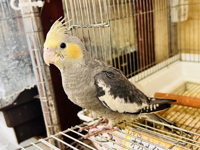 画像更新☆ピカっと黄色のほっぺ♡これから素敵に育つんだ!オカメインコのノーマルカラー🩶 オカメインコ