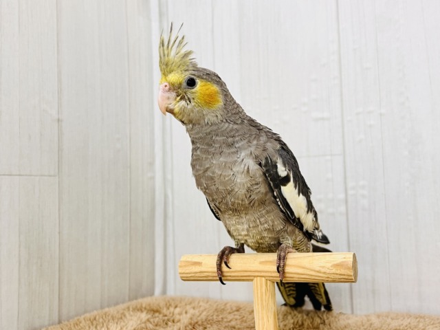 画像更新☆ピカっと黄色のほっぺ♡これから素敵に育つんだ!オカメインコのノーマルカラー🩶 オカメインコ