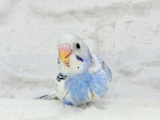 【最新画像更新🪄】にっこり笑顔がチャームポイント💫セキセイインコ(パイド) ヒナ セキセイインコ