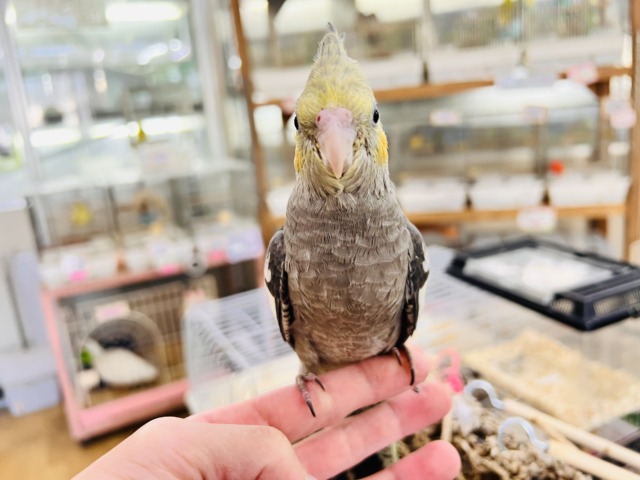 画像更新☆ピカっと黄色のほっぺ♡これから素敵に育つんだ!オカメインコのノーマルカラー🩶 オカメインコ