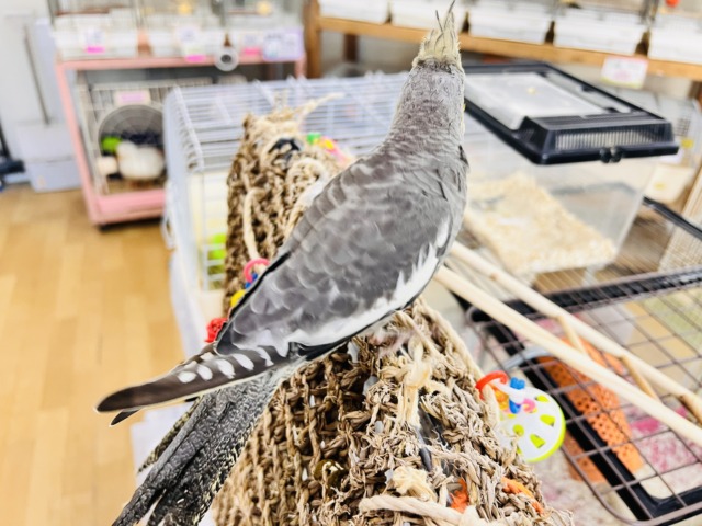画像更新☆ピカっと黄色のほっぺ♡これから素敵に育つんだ!オカメインコのノーマルカラー🩶 オカメインコ