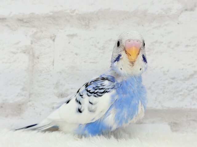【最新画像更新🪄】にっこり笑顔がチャームポイント💫セキセイインコ(パイド) ヒナ セキセイインコ
