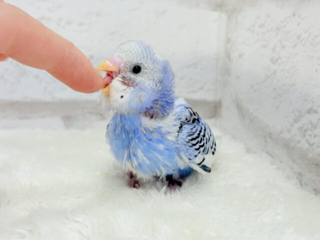 【最新画像更新🪄】にっこり笑顔がチャームポイント💫セキセイインコ(パイド) ヒナ セキセイインコ