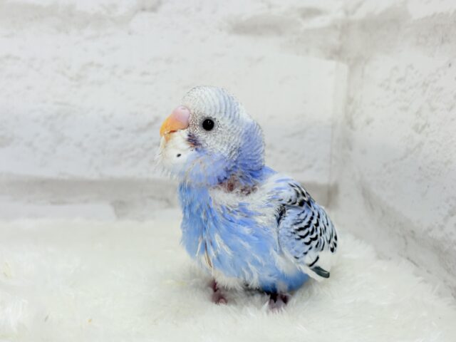 【最新画像更新🪄】にっこり笑顔がチャームポイント💫セキセイインコ(パイド) ヒナ セキセイインコ