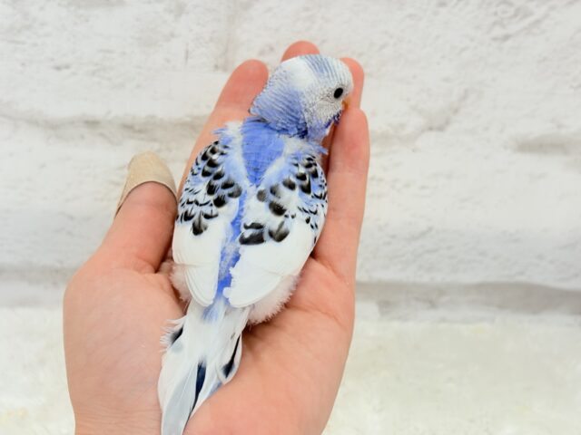 【最新画像更新🪄】にっこり笑顔がチャームポイント💫セキセイインコ(パイド) ヒナ セキセイインコ