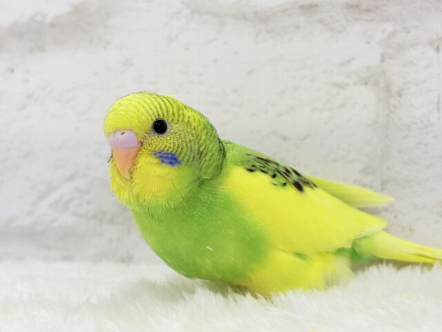 【最新画像・動画更新🪄】ビビットカラーにメッロメロ♡♥♡セキセイインコ(パイド) ヒナ セキセイインコ