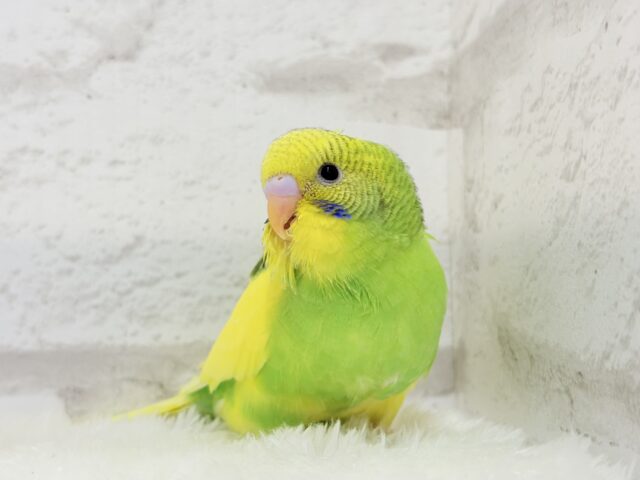 【最新画像・動画更新🪄】ビビットカラーにメッロメロ♡♥♡セキセイインコ(パイド) ヒナ セキセイインコ
