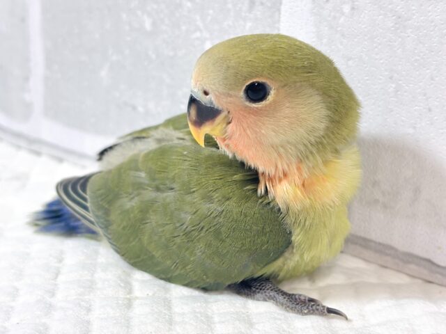 コザクラインコ ノーマル 2羽🍒🌳🍃🌳🍀.* コザクラインコ(小桜インコ)