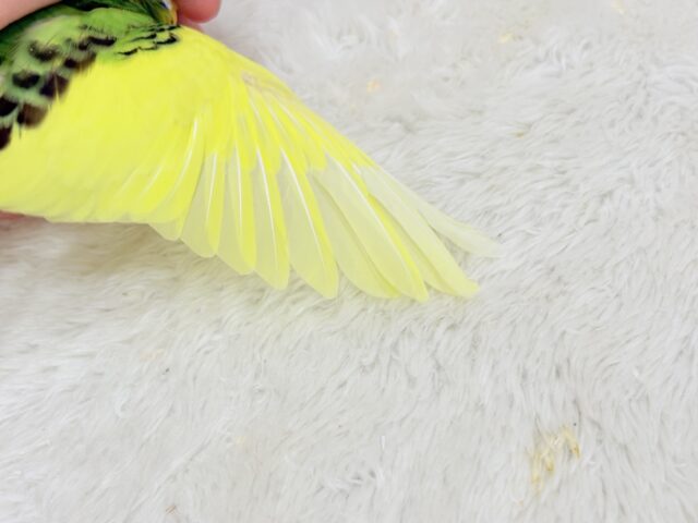 【最新画像・動画更新🪄】ビビットカラーにメッロメロ♡♥♡セキセイインコ(パイド) ヒナ セキセイインコ