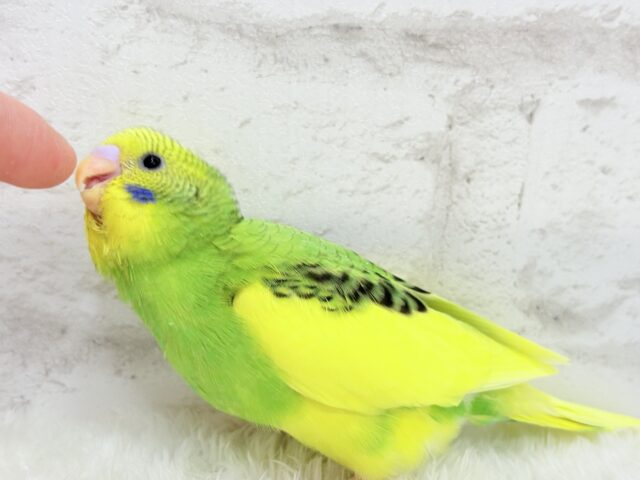 【最新画像・動画更新🪄】ビビットカラーにメッロメロ♡♥♡セキセイインコ(パイド) ヒナ セキセイインコ