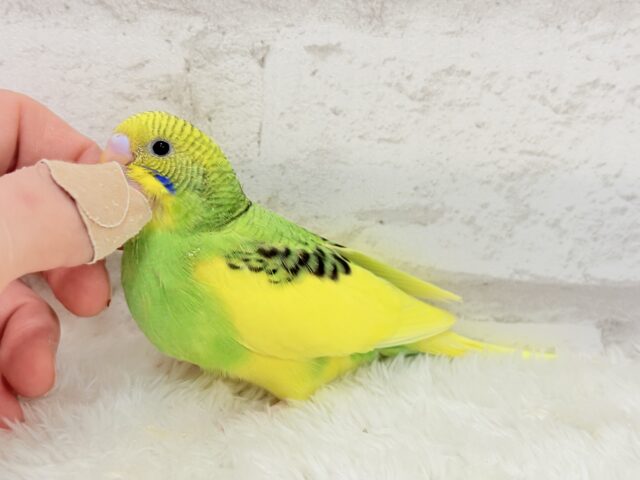 【最新画像・動画更新🪄】ビビットカラーにメッロメロ♡♥♡セキセイインコ(パイド) ヒナ セキセイインコ