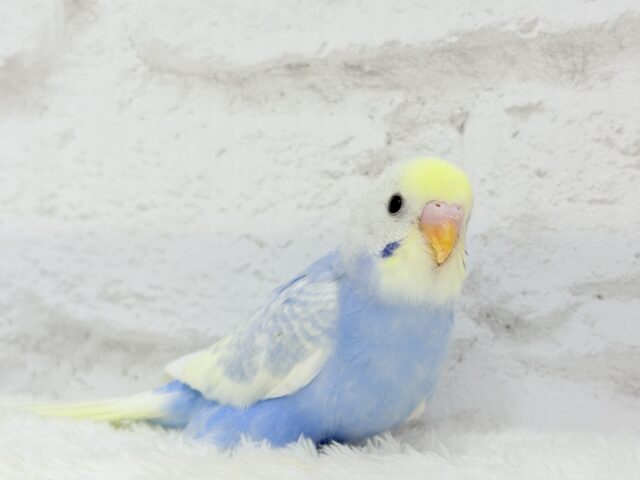 【最新画像更新🪄】フラワー畑の天使ちゃん🐣🪻セキセイインコ(パステルレインボーパイド) ヒナ セキセイインコ