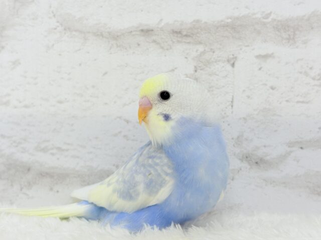 【最新画像更新🪄】フラワー畑の天使ちゃん🐣🪻セキセイインコ(パステルレインボーパイド) ヒナ セキセイインコ