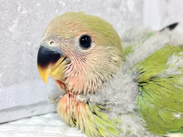 コザクラインコ ノーマル 2羽🍒🌳🍃🌳🍀.* コザクラインコ(小桜インコ)