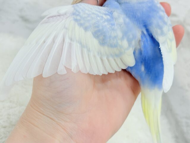 【最新画像更新🪄】フラワー畑の天使ちゃん🐣🪻セキセイインコ(パステルレインボーパイド) ヒナ セキセイインコ