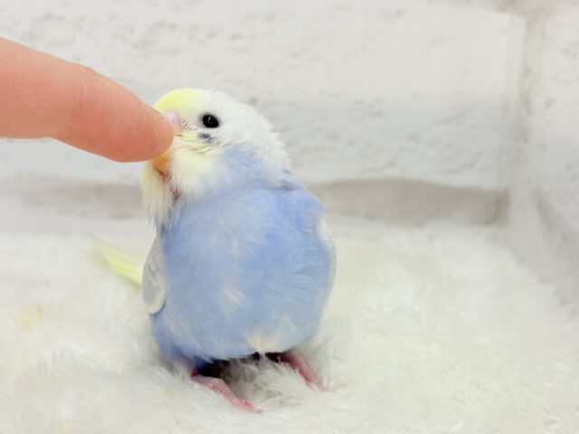 【最新画像更新🪄】フラワー畑の天使ちゃん🐣🪻セキセイインコ(パステルレインボーパイド) ヒナ セキセイインコ