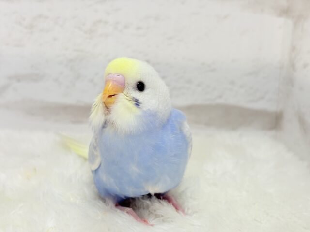 【最新画像更新🪄】フラワー畑の天使ちゃん🐣🪻セキセイインコ(パステルレインボーパイド) ヒナ セキセイインコ