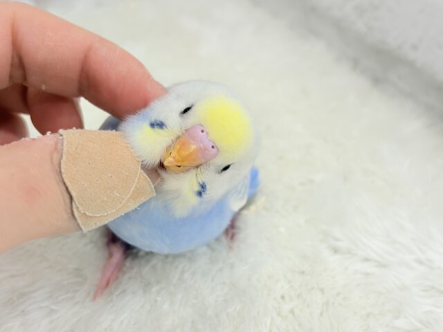 【最新画像更新🪄】フラワー畑の天使ちゃん🐣🪻セキセイインコ(パステルレインボーパイド) ヒナ セキセイインコ