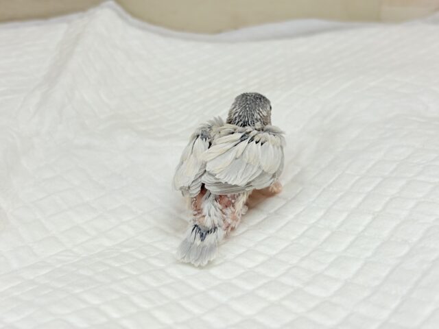 シルバー文鳥