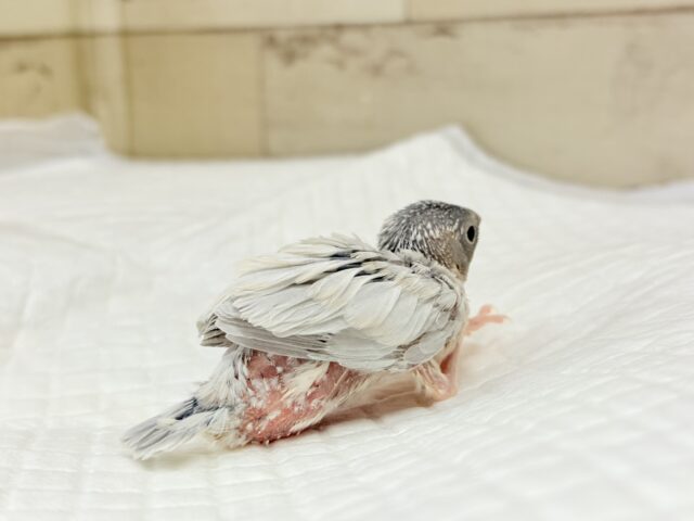 シルバー文鳥