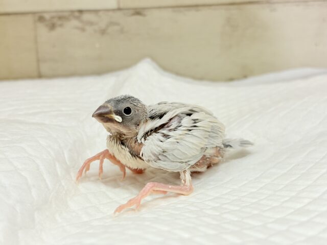 シルバー文鳥