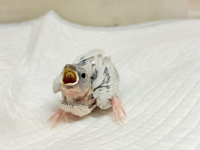 アピール力なら負けませんっ☆シルバー文鳥 ヒナ シルバー文鳥