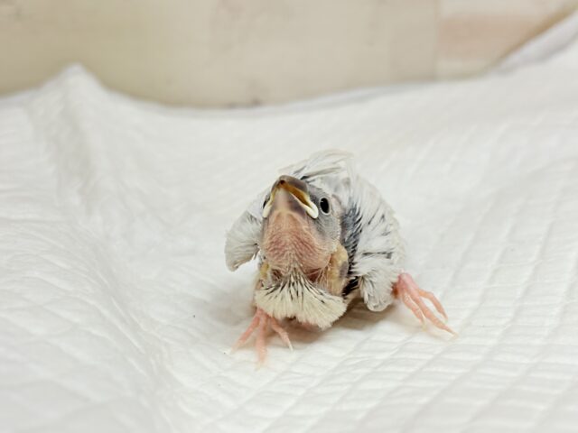 シルバー文鳥