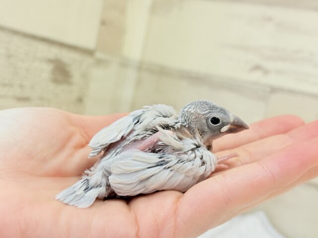 アピール力なら負けませんっ☆シルバー文鳥 ヒナ シルバー文鳥