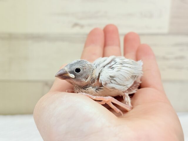 アピール力なら負けませんっ☆シルバー文鳥 ヒナ シルバー文鳥