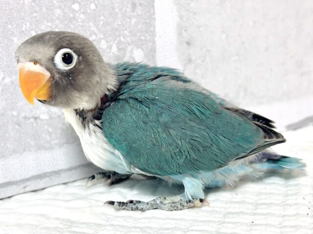 ボタンインコ