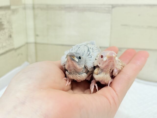 シナモン文鳥