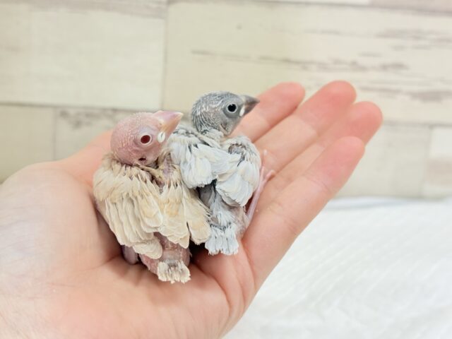 シナモン文鳥