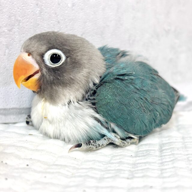 ボタンインコ ブルー 💙🪼⋆.ೃ࿔*:・ ボタンインコ