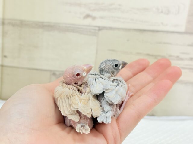 シナモン文鳥