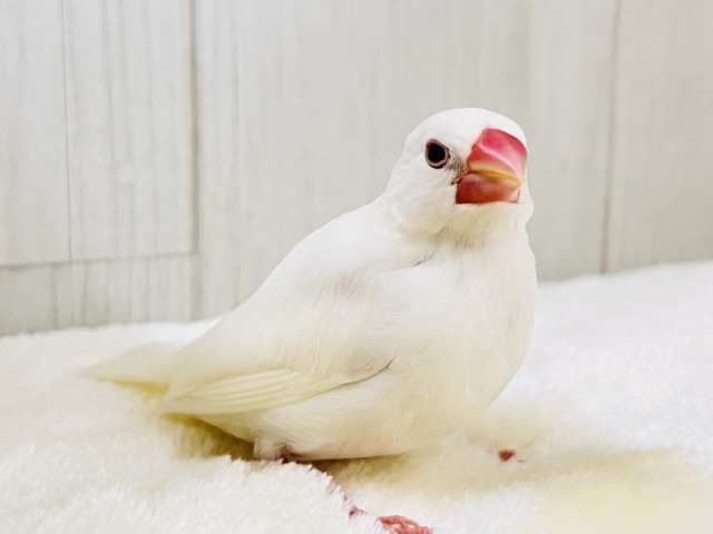 画像更新☆イチゴ大福🍓真っ白キラキラした✨純白な白文鳥の雛入舎です☆ 白文鳥