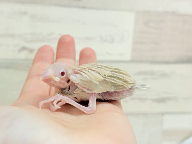 シナモン文鳥