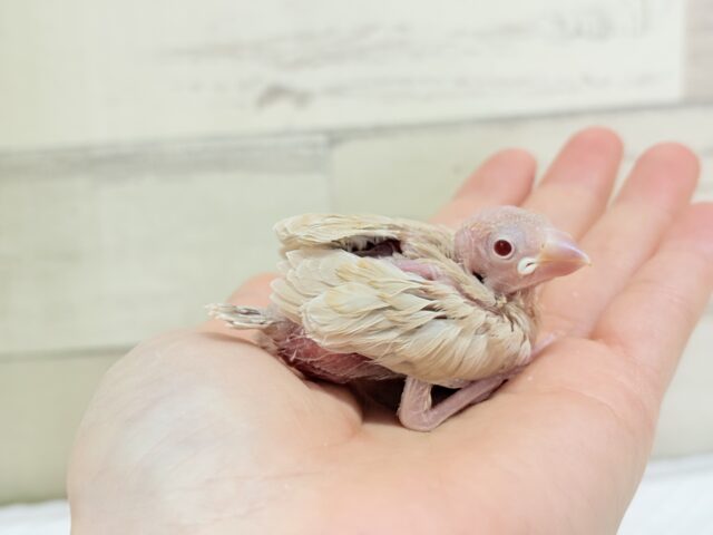 シナモン文鳥