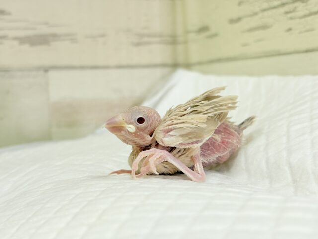 ふんわりカラー🫧赤目の天使🐣🤎シナモン文鳥 ヒナ シナモン文鳥