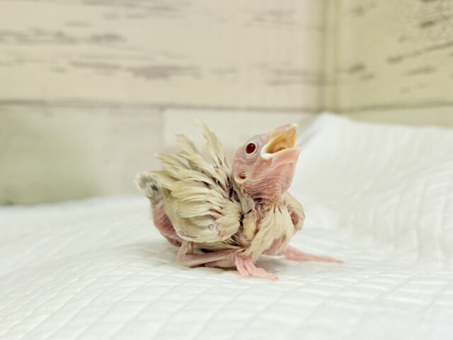 ふんわりカラー🫧赤目の天使🐣🤎シナモン文鳥 ヒナ シナモン文鳥