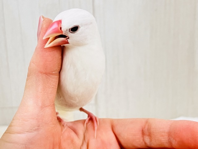 画像更新☆イチゴ大福🍓真っ白キラキラした✨純白な白文鳥の雛入舎です☆ 白文鳥