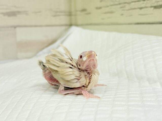 シナモン文鳥