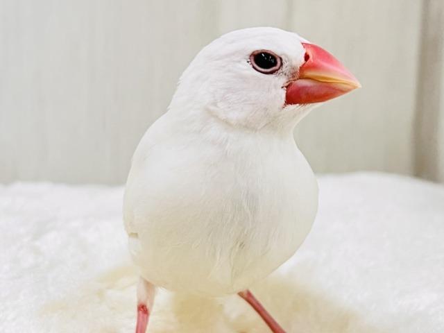画像更新☆イチゴ大福🍓真っ白キラキラした✨純白な白文鳥の雛入舎です☆ 白文鳥