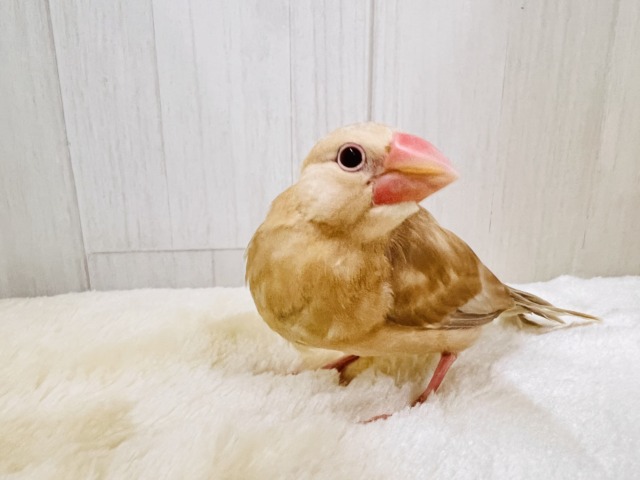 画像更新☆きなこカラーで優しい色味✨シナモン文鳥さん入荷しました❤️ シナモン文鳥